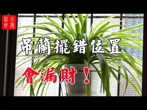 吊蘭風水禁忌|【吊蘭風水】吊蘭風水擺放禁忌必看！小心踩雷影響夫妻和睦、運。